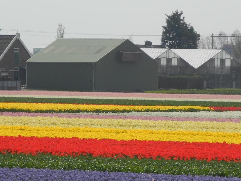 Pension Schier Zandvoort Dış mekan fotoğraf